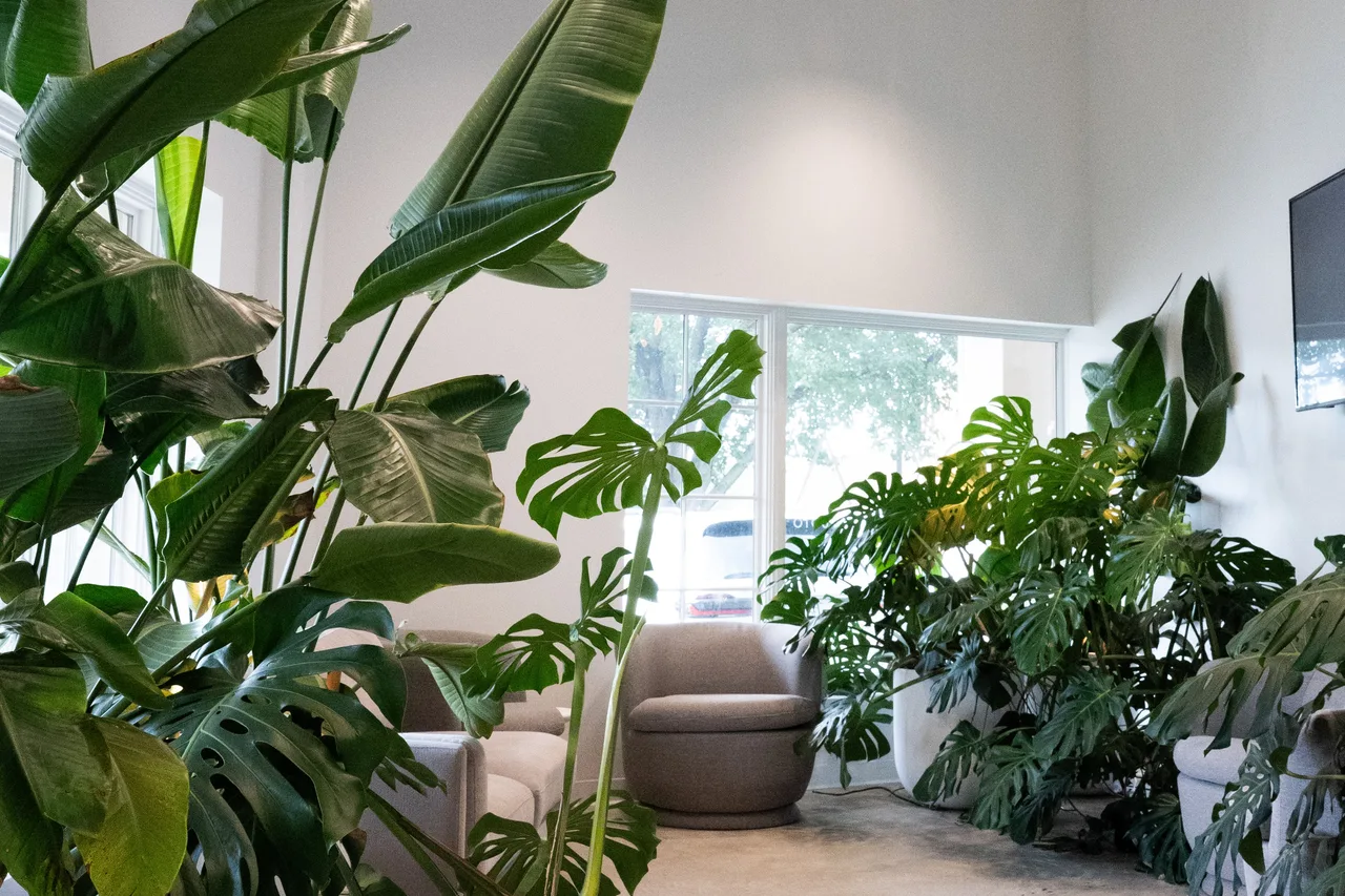 BOCA Orthodontic + Whitening Studio photo 6